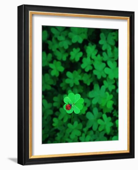 Ladybug on Four Leaf Clover-Bruce Burkhardt-Framed Photographic Print