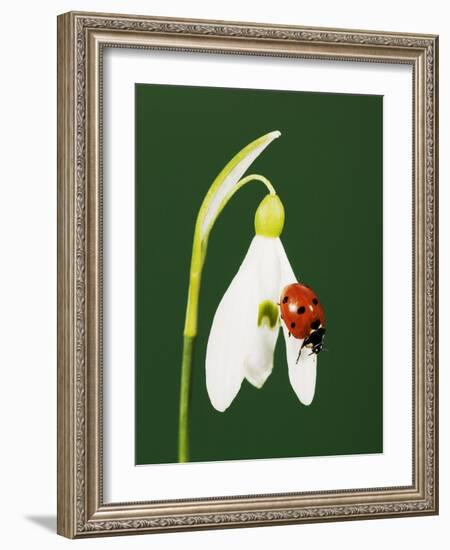 Ladybug on Snowflake Flower-Naturfoto Honal-Framed Photographic Print