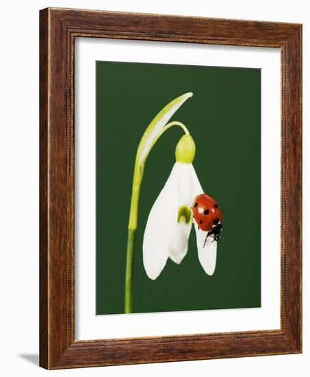 Ladybug on Snowflake Flower-Naturfoto Honal-Framed Photographic Print