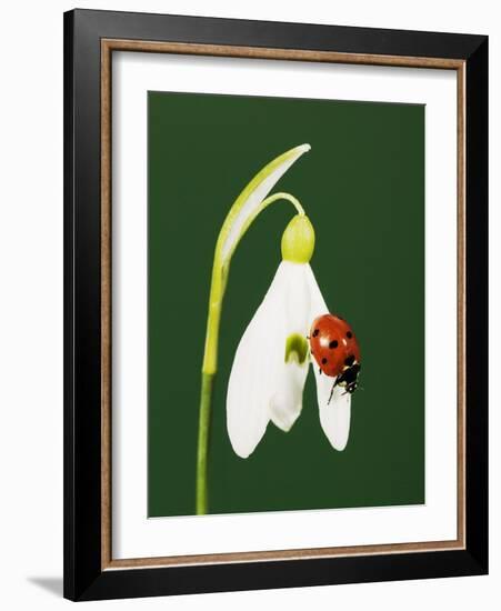 Ladybug on Snowflake Flower-Naturfoto Honal-Framed Photographic Print