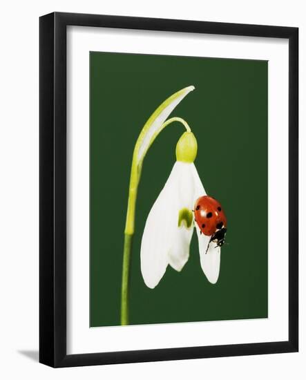 Ladybug on Snowflake Flower-Naturfoto Honal-Framed Photographic Print