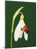 Ladybug on Snowflake Flower-Naturfoto Honal-Mounted Photographic Print