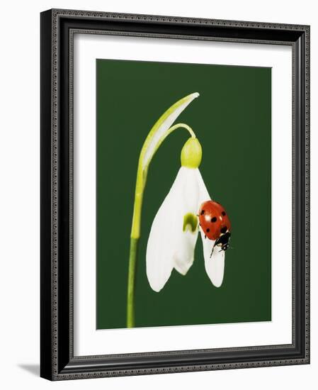 Ladybug on Snowflake Flower-Naturfoto Honal-Framed Photographic Print