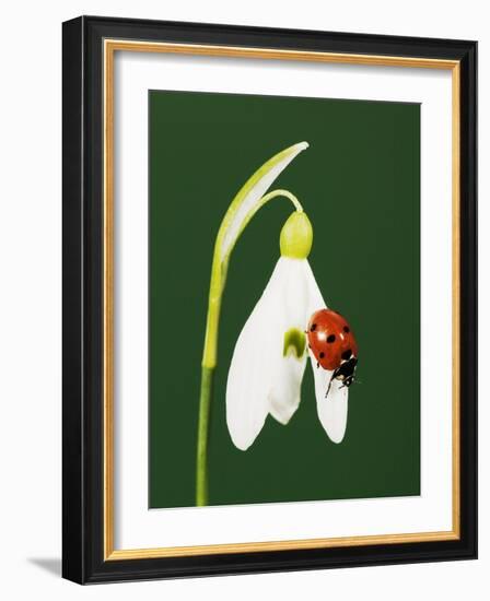 Ladybug on Snowflake Flower-Naturfoto Honal-Framed Photographic Print