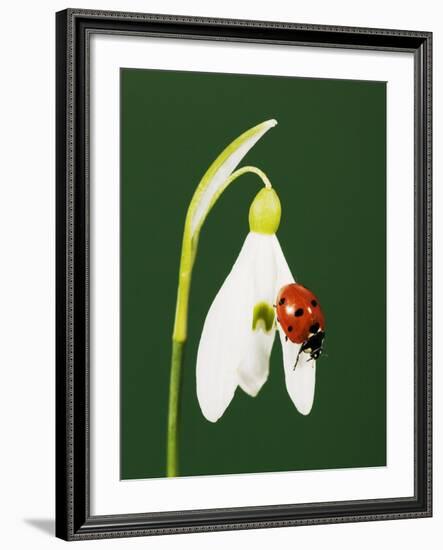 Ladybug on Snowflake Flower-Naturfoto Honal-Framed Photographic Print