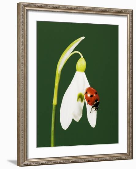 Ladybug on Snowflake Flower-Naturfoto Honal-Framed Photographic Print