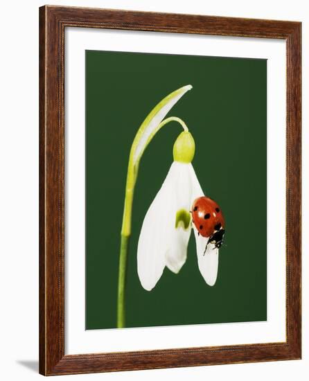 Ladybug on Snowflake Flower-Naturfoto Honal-Framed Photographic Print