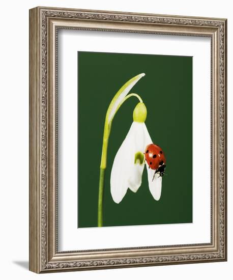 Ladybug on Snowflake Flower-Naturfoto Honal-Framed Photographic Print