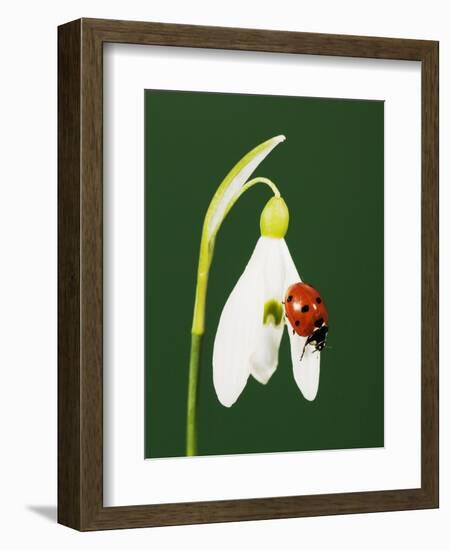 Ladybug on Snowflake Flower-Naturfoto Honal-Framed Photographic Print