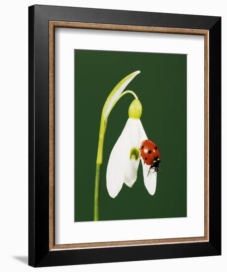 Ladybug on Snowflake Flower-Naturfoto Honal-Framed Photographic Print