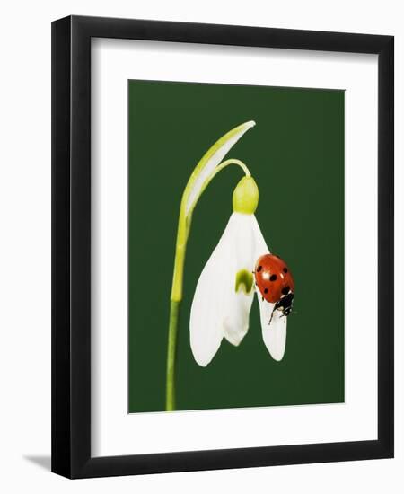 Ladybug on Snowflake Flower-Naturfoto Honal-Framed Photographic Print