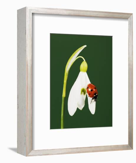 Ladybug on Snowflake Flower-Naturfoto Honal-Framed Photographic Print