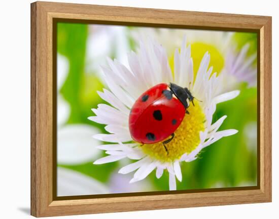 Ladybug Sits On A Flower Petal-Ale-ks-Framed Premier Image Canvas