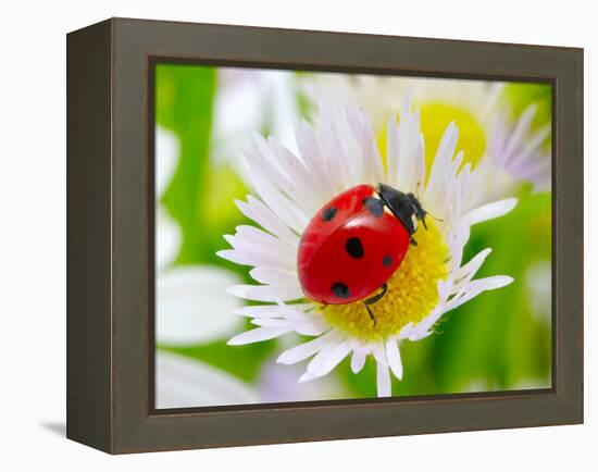 Ladybug Sits On A Flower Petal-Ale-ks-Framed Premier Image Canvas