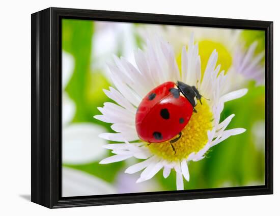 Ladybug Sits On A Flower Petal-Ale-ks-Framed Premier Image Canvas