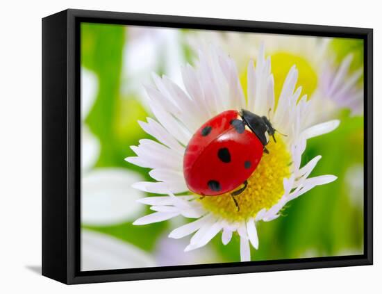 Ladybug Sits On A Flower Petal-Ale-ks-Framed Premier Image Canvas