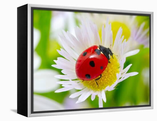 Ladybug Sits On A Flower Petal-Ale-ks-Framed Premier Image Canvas