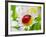 Ladybug Sits On A Flower Petal-Ale-ks-Framed Photographic Print