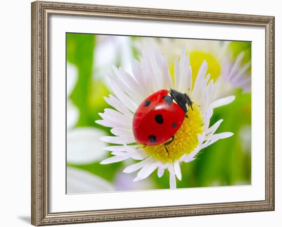 Ladybug Sits On A Flower Petal-Ale-ks-Framed Photographic Print