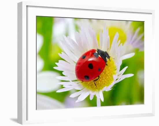 Ladybug Sits On A Flower Petal-Ale-ks-Framed Photographic Print