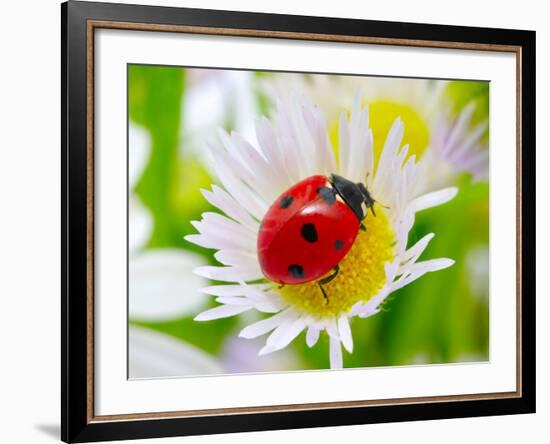 Ladybug Sits On A Flower Petal-Ale-ks-Framed Photographic Print