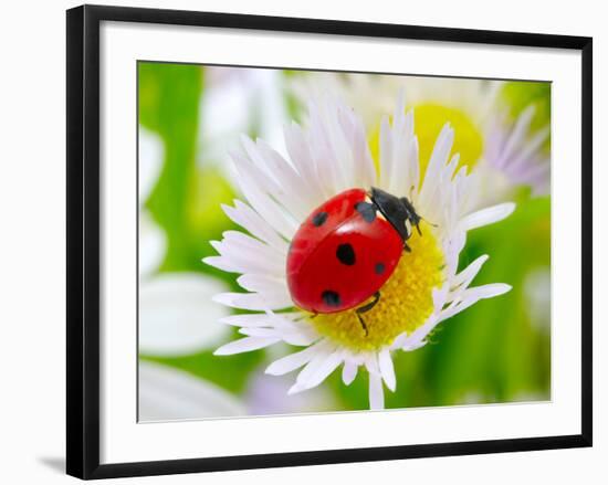 Ladybug Sits On A Flower Petal-Ale-ks-Framed Photographic Print