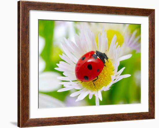 Ladybug Sits On A Flower Petal-Ale-ks-Framed Photographic Print