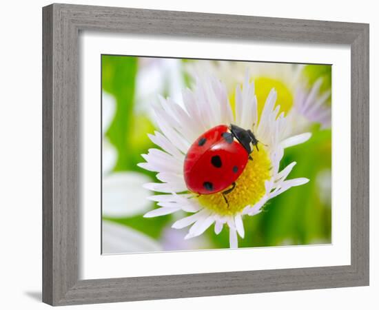 Ladybug Sits On A Flower Petal-Ale-ks-Framed Photographic Print