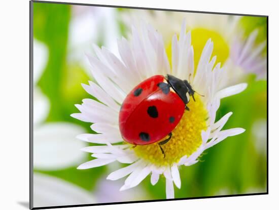 Ladybug Sits On A Flower Petal-Ale-ks-Mounted Photographic Print