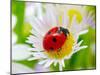 Ladybug Sits On A Flower Petal-Ale-ks-Mounted Photographic Print