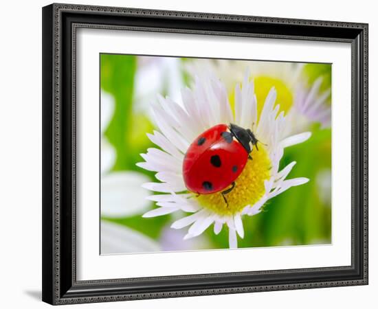 Ladybug Sits On A Flower Petal-Ale-ks-Framed Photographic Print