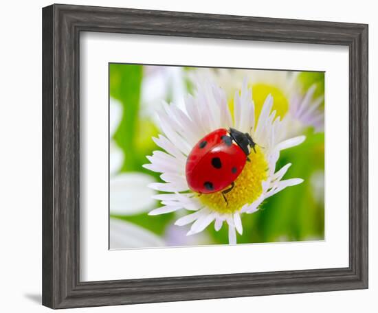 Ladybug Sits On A Flower Petal-Ale-ks-Framed Photographic Print