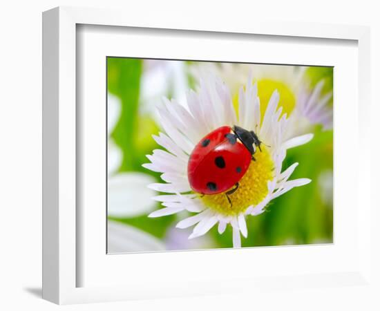 Ladybug Sits On A Flower Petal-Ale-ks-Framed Photographic Print