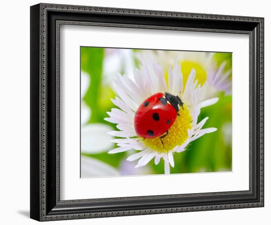 Ladybug Sits On A Flower Petal-Ale-ks-Framed Photographic Print