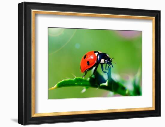 Ladybug-gorielov-Framed Photographic Print