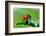 Ladybug-gorielov-Framed Photographic Print