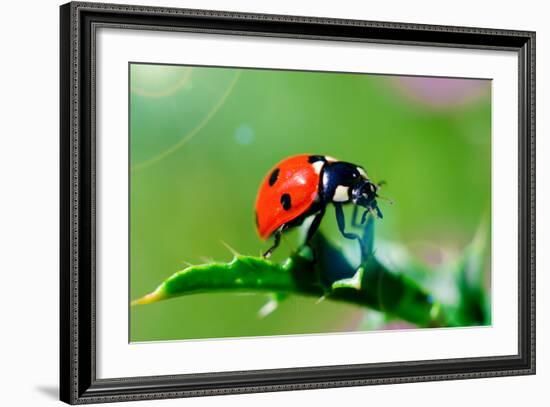 Ladybug-gorielov-Framed Photographic Print