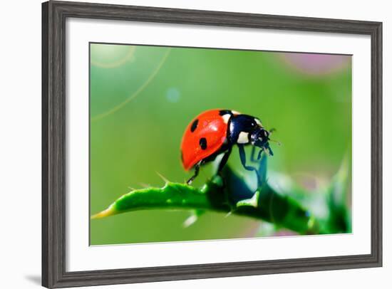 Ladybug-gorielov-Framed Photographic Print