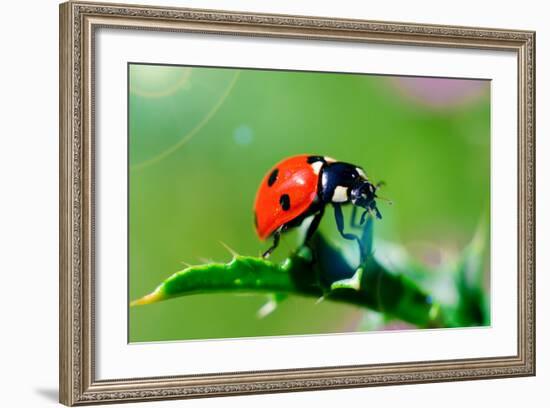 Ladybug-gorielov-Framed Photographic Print