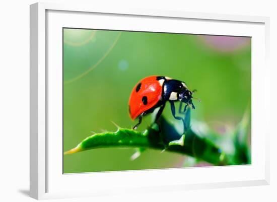 Ladybug-gorielov-Framed Photographic Print