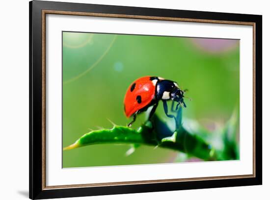 Ladybug-gorielov-Framed Photographic Print