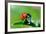 Ladybug-gorielov-Framed Photographic Print