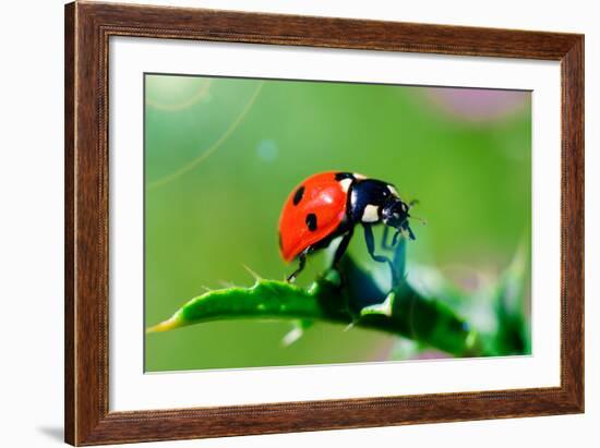 Ladybug-gorielov-Framed Photographic Print