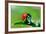 Ladybug-gorielov-Framed Photographic Print