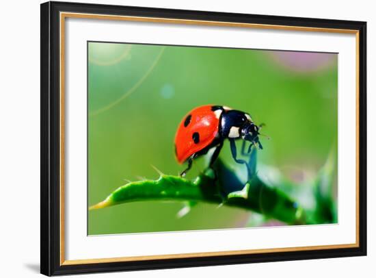 Ladybug-gorielov-Framed Photographic Print