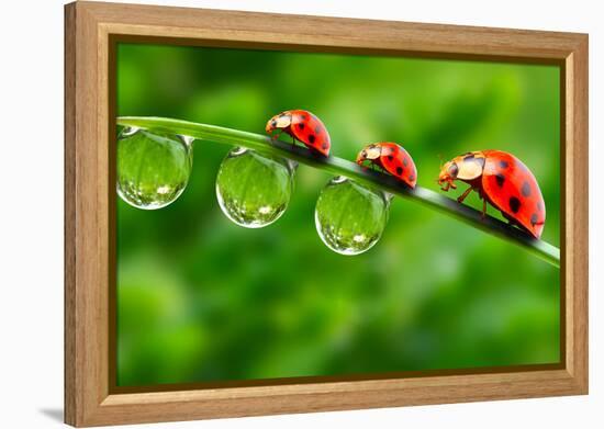 Ladybugs Family On A Dewy Grass. Close Up With Shallow Dof-Kletr-Framed Premier Image Canvas