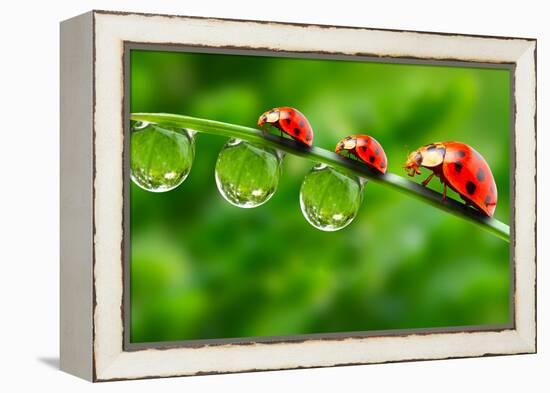 Ladybugs Family On A Dewy Grass. Close Up With Shallow Dof-Kletr-Framed Premier Image Canvas