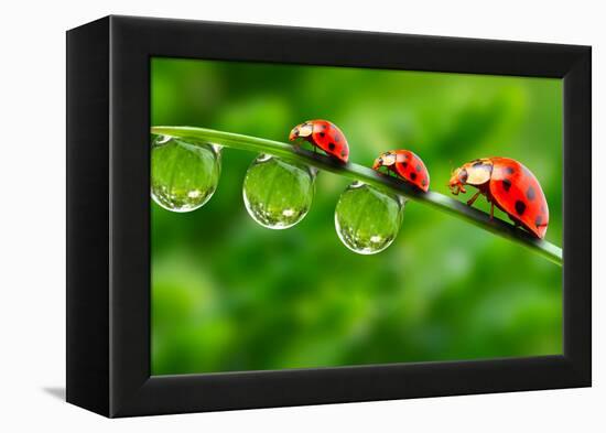 Ladybugs Family On A Dewy Grass. Close Up With Shallow Dof-Kletr-Framed Premier Image Canvas