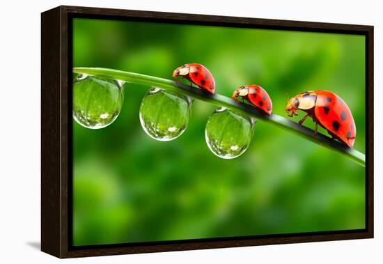Ladybugs Family On A Dewy Grass. Close Up With Shallow Dof-Kletr-Framed Premier Image Canvas