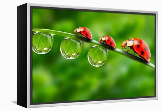 Ladybugs Family On A Dewy Grass. Close Up With Shallow Dof-Kletr-Framed Premier Image Canvas